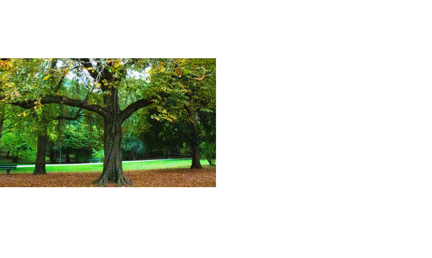 Großer Baum im grünen Park mit herbstlichem Laub, umgeben von Rasen und Bänken.