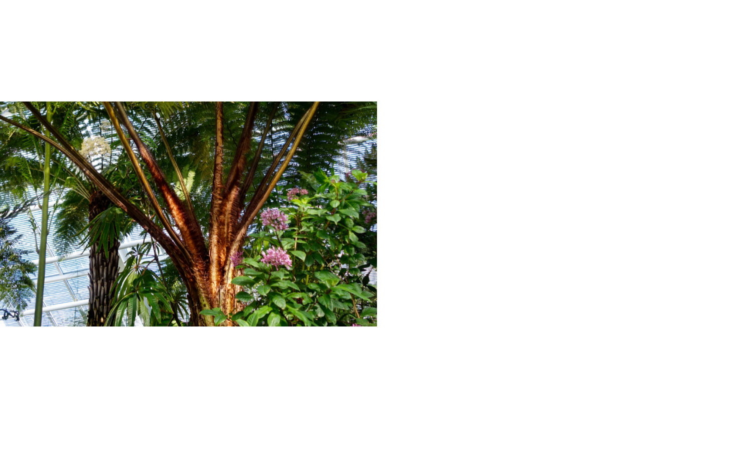 Üppige tropische Pflanzen mit Palmen und blühenden Sträuchern in einem lichtdurchfluteten Raum.