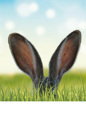 Rabbit ears on a meadow